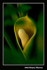 фото "Yellow&Green"