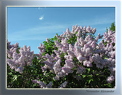 photo "The lilac blossoms"