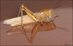 фото "grasshopper"