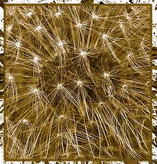 photo "Taraxacum officinale"