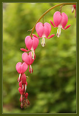 photo "The broken hearts (Dicentra spectabilis)"