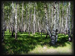 photo "Grove-2"