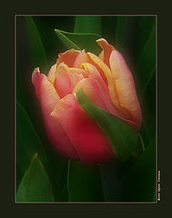 photo "A Tulip for Yulia"