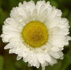 photo "Tenderness"