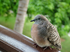 photo "Funny bird"