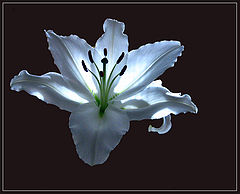 photo "Return to innocence"