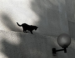 photo "black cat"