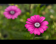 фото "pretty in pink"