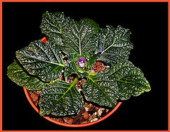 photo "Mandrake"