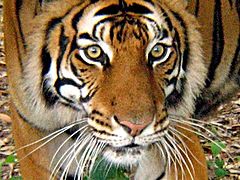 фото "Eyes of a Tiger"