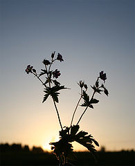 photo "Eavening siluet"