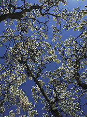 фото "Spring's Color"