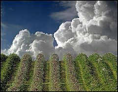 photo "Apple-trees"