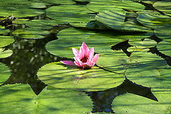 photo "Pink Lilac"