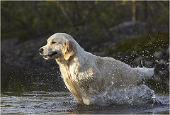 фото "Golden Retriever"