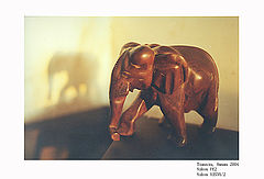 фото "My elephant"
