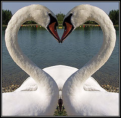 фото "Heart"