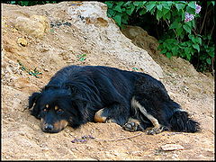 photo "From a life dogs..."