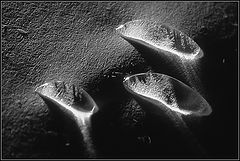 фото "Натюрморт с каплями(2)"