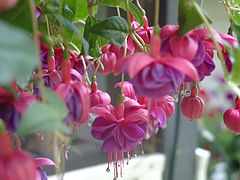 фото "Hummingbird Heaven"