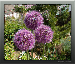 photo "Flowers of an onions"