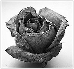 photo "Rose"