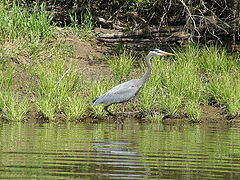 photo "Great Blue Hunter"