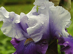 photo "after rain"