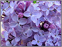 photo "The lilac in mine to a garden blossoms..."