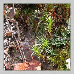 photo "In the country of dense grasses"
