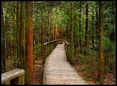photo "Wood"