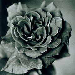 фото "Black Rose."
