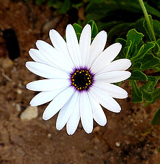 photo "Flower"