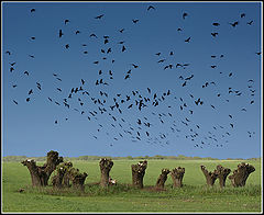 photo "Birds 1"