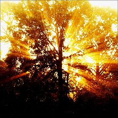 photo "Raising Sun"