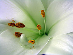 photo "***"