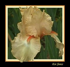 photo "Golden Iris"