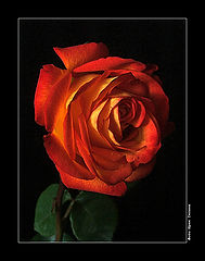 photo "Rose for you"