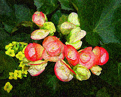 фото "New Begonias"