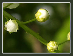 photo "The beginning of May"