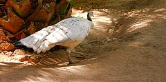 photo "Female Peacock"