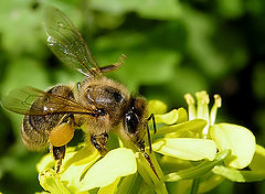 photo "Bee"