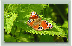 photo "Two observers"