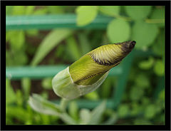 photo "The beginning of June"