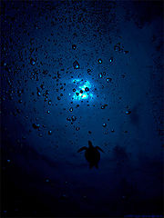 photo "Alone"