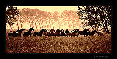 photo "Freedom..."