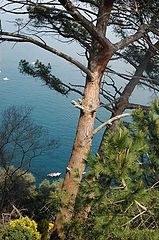 photo "Pinia.Portofino"