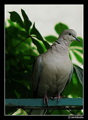 фото "portrait"