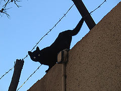 photo "you will not catch up!.."