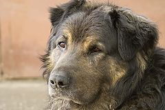 photo "Silver, the Dog"